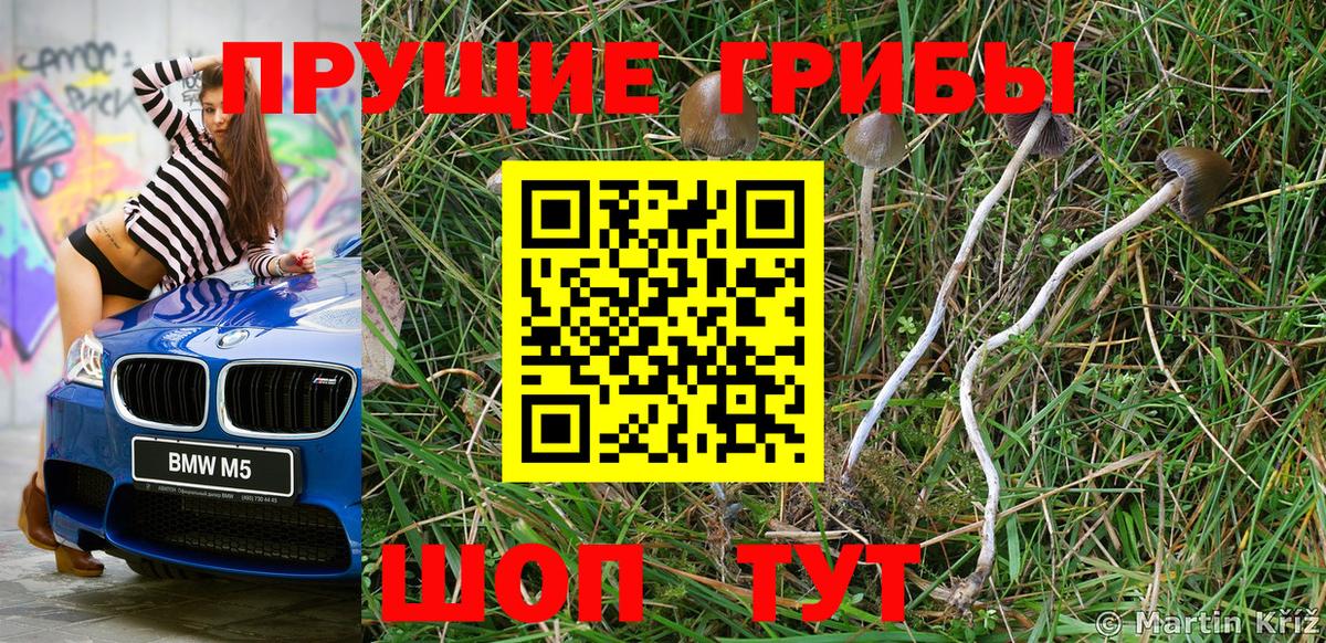 Псилоцибиновые грибы мицелий Усть-Джегута